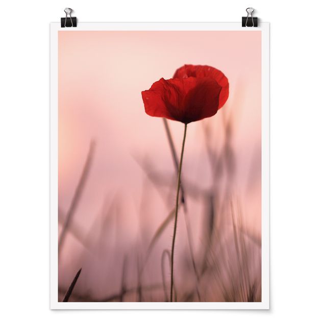 Posters Poppy Flower In Twilight