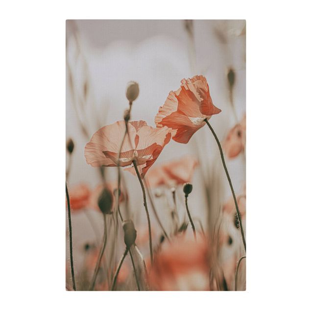 Akoestisch schilderij - Poppy Flowers In Summer Breeze