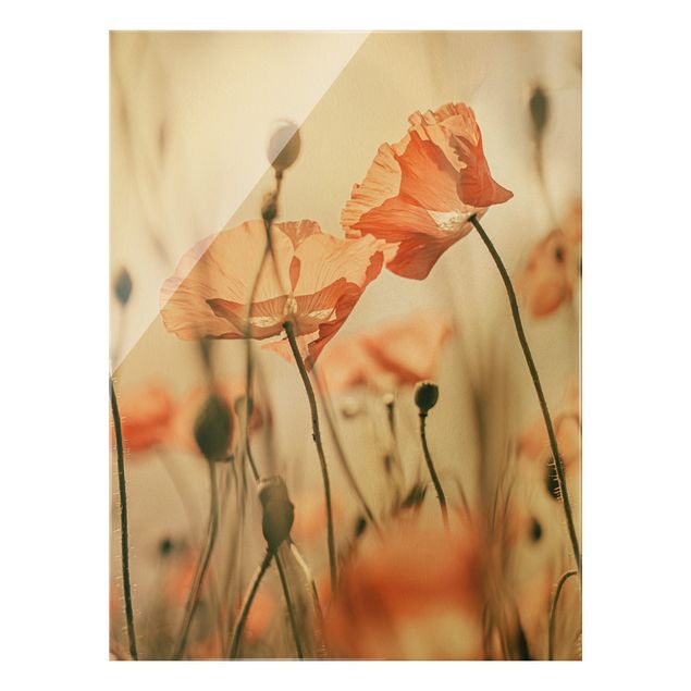 Glasschilderijen Poppy Flowers In Summer Breeze
