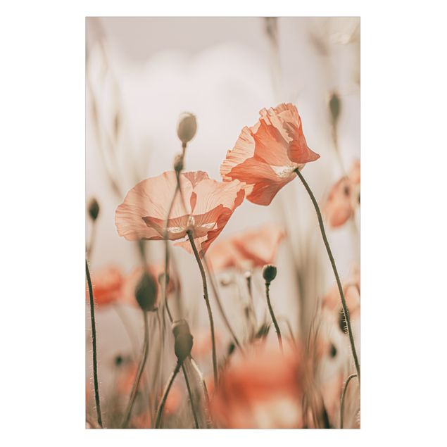 Raamfolie - Poppy Flowers In Summer Breeze