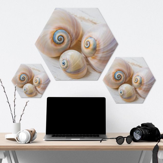 Hexagons Aluminium Dibond schilderijen - Clam Trio On Wood