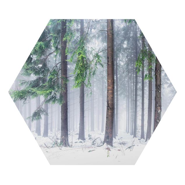 Hexagons Aluminium Dibond schilderijen Conifers In Winter