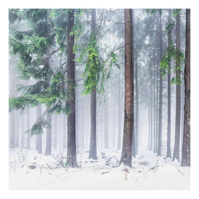 Forex schilderijen Conifers In Winter