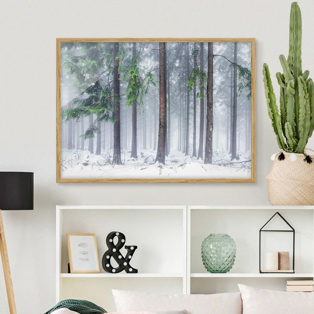 Ingelijste posters Conifers In Winter