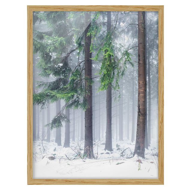 Ingelijste posters Conifers In Winter