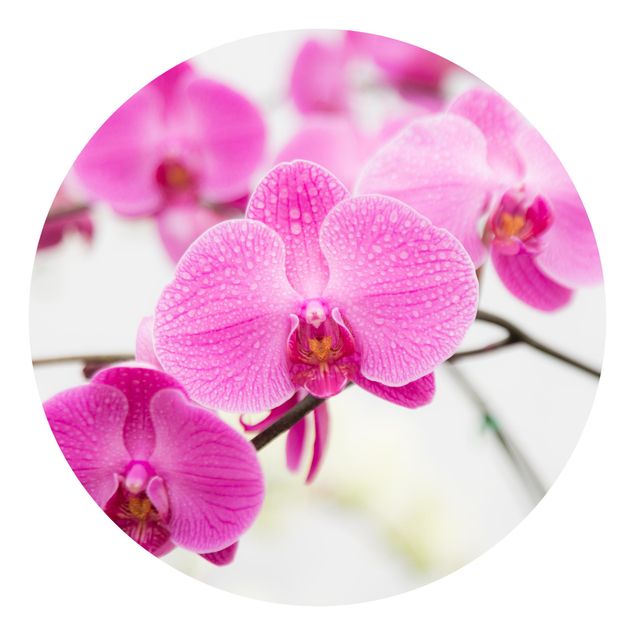 Behangcirkel Close-Up Orchid
