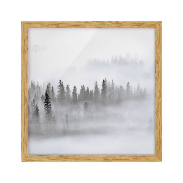 Ingelijste posters Fog In The Fir Forest Black And White