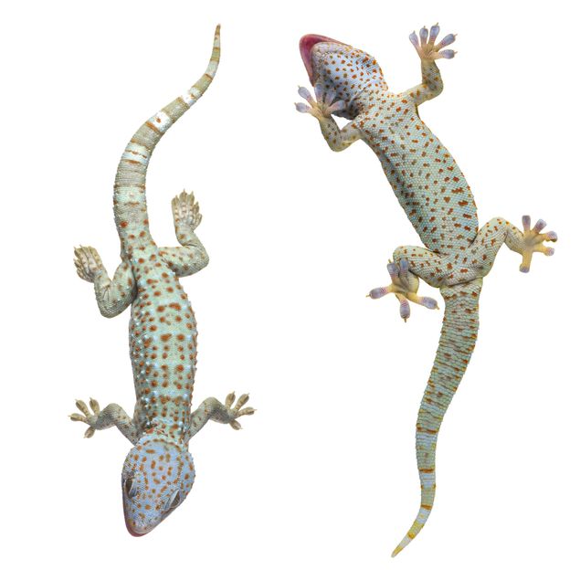Raamstickers Curious Geckos