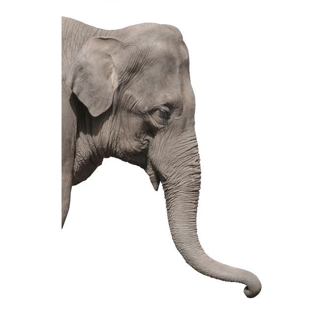 Muurstickers Afrika No.3 Elephant