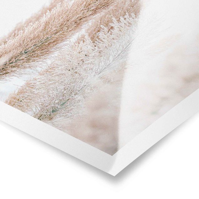 Posters Pampas Grass In White Light