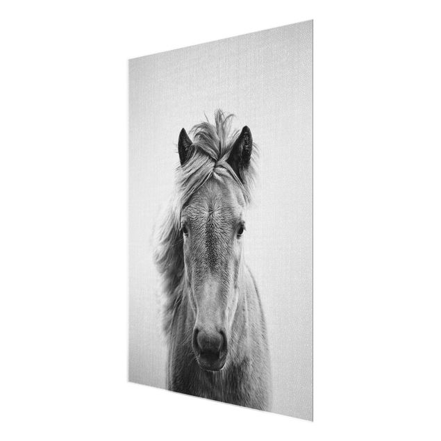 Glasschilderijen - Horse Pauline Black And White