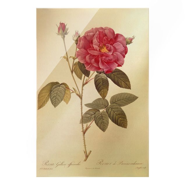 Glasschilderijen Pierre Joseph Redoute - Apothecary's Rose
