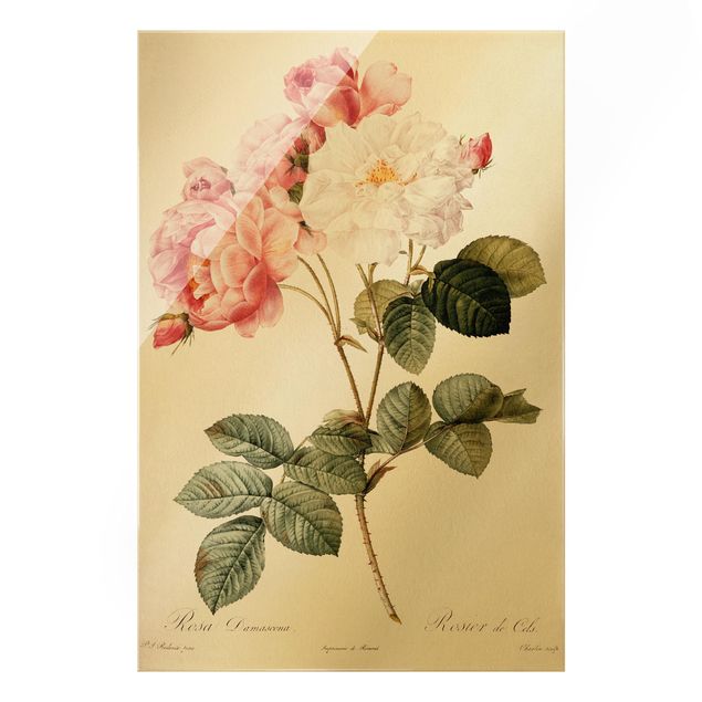 Glasschilderijen Pierre Joseph Redoute - Pink Damascena