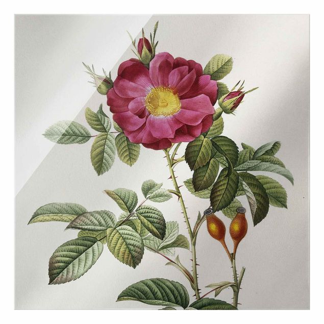 Glasschilderijen Pierre Joseph Redoute - Portland Rose
