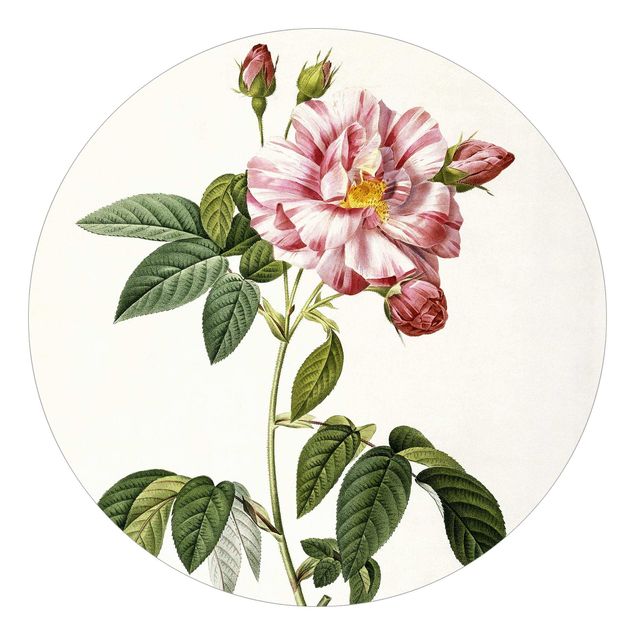 Behangcirkel Pierre Joseph Redoute - Pink Gallica Rose