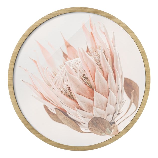 Rond schilderijen Protea regina dei fiori