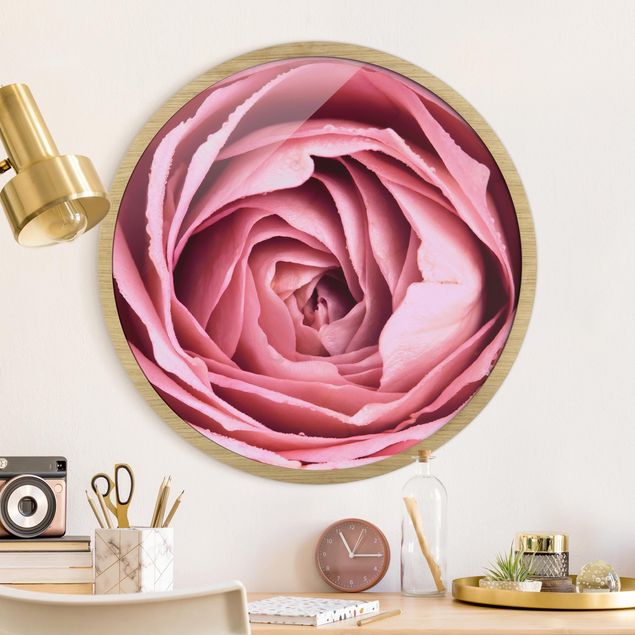 Gerahmte Bilder Rund Pink Rose Blossom