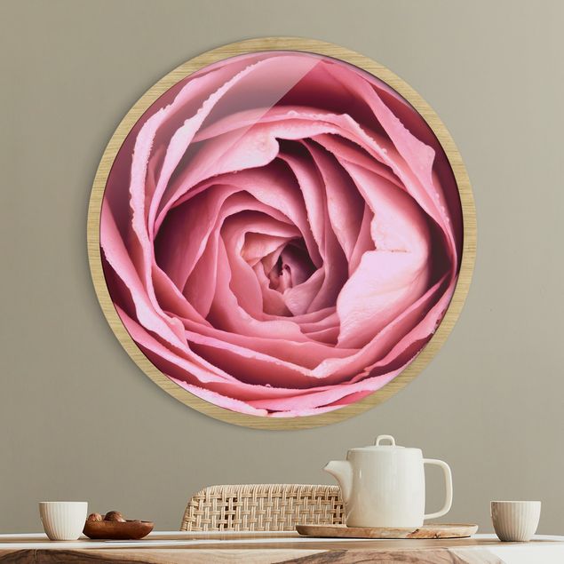 Rond schilderijen Pink Rose Blossom