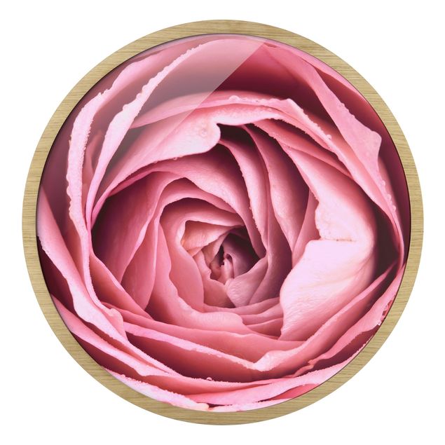 Rond schilderijen Pink Rose Blossom