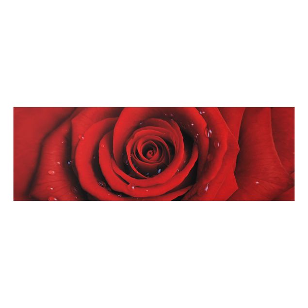 Aluminium Dibond schilderijen Red Rose With Water Drops