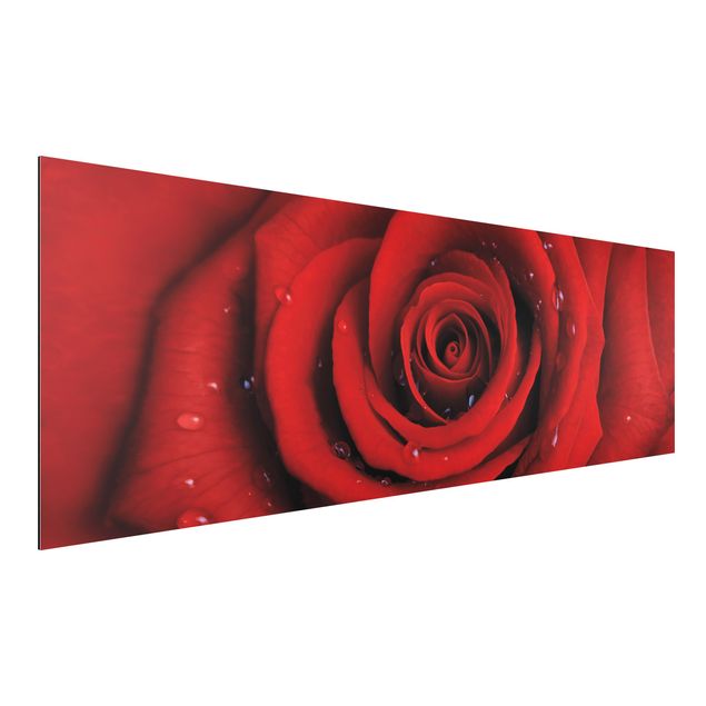 Aluminium Dibond schilderijen Red Rose With Water Drops