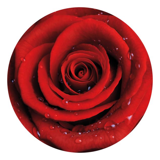 Behangcirkel Red Rose With Water Drops