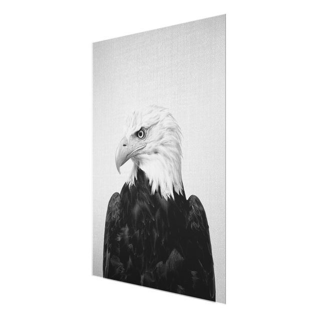 Glasschilderijen - Sea Eagle Socrates Black And White