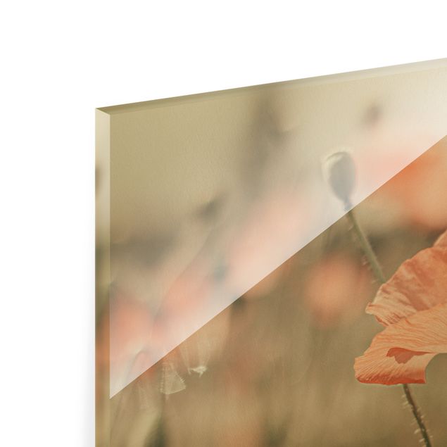 Glasschilderijen Sun-Kissed Poppy Fields