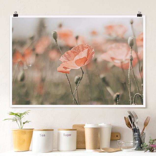 Posters Sun-Kissed Poppy Fields