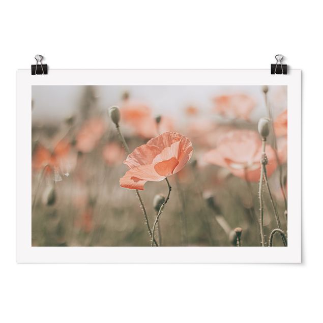Posters Sun-Kissed Poppy Fields