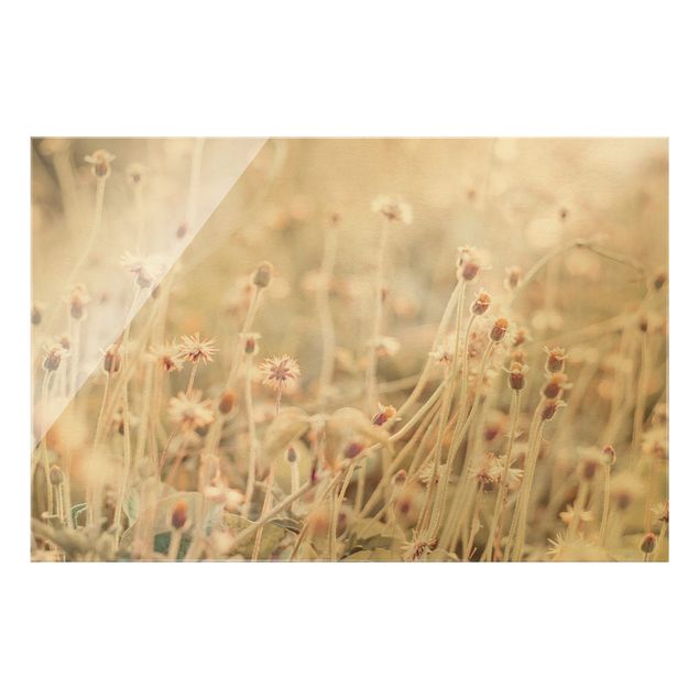 Glasschilderijen Flowering Meadow In the Sun