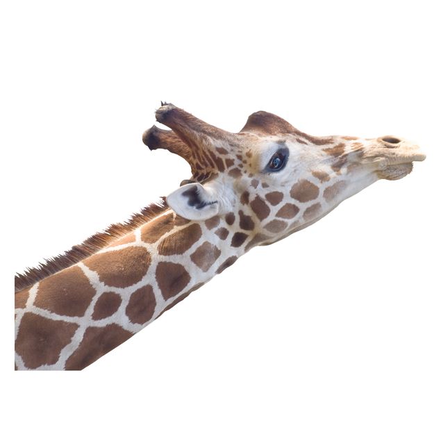 Raamstickers Searching giraffe