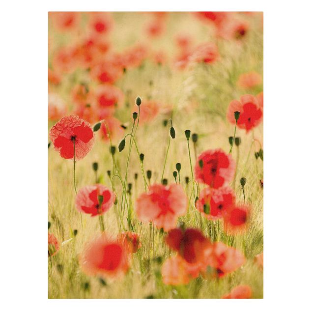 Canvas schilderijen - Goud Summer Poppies