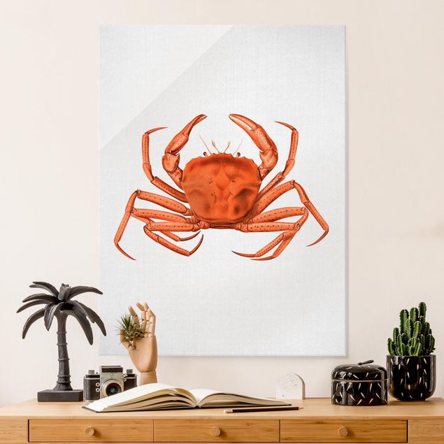 Magnettafel Glas Vintage Illustration Red Crab