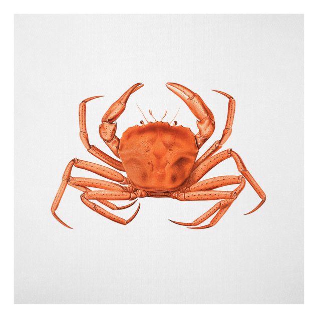Glasschilderijen - Vintage Illustration Red Crab