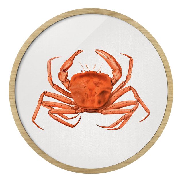 Rond schilderijen Vintage Illustration Red Crab