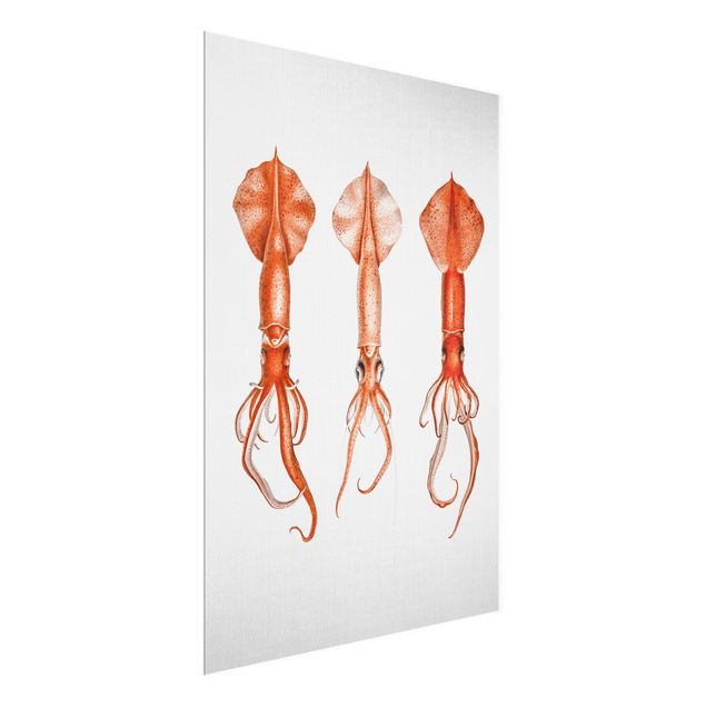 Glasschilderijen - Vintage Illustration Red Squid