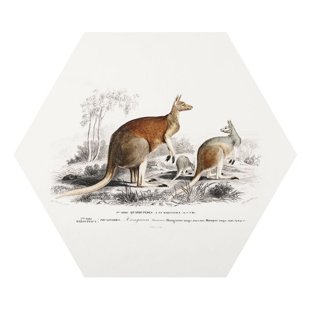 Hexagons Forex schilderijen - Vintage Teaching Illustration Kangaroo