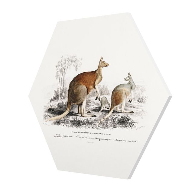 Hexagons Forex schilderijen - Vintage Teaching Illustration Kangaroo