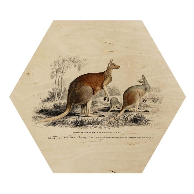 Hexagons houten schilderijen - Vintage Teaching Illustration Kangaroo