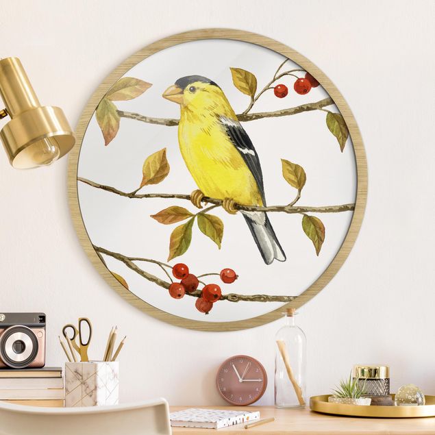 Runde gerahmte Bilder Birds And Berries - American Goldfinch