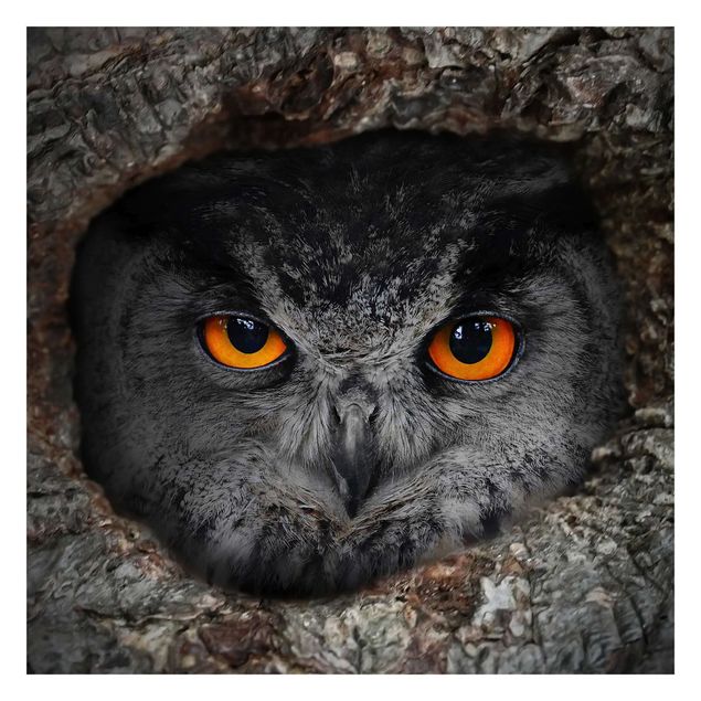 Fotobehang Watching Owl