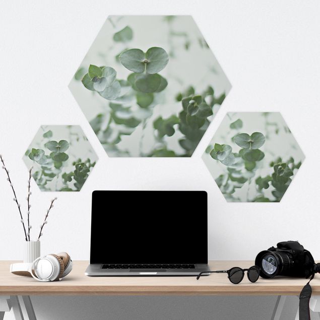Hexagons Forex schilderijen Growing Eucalyptus
