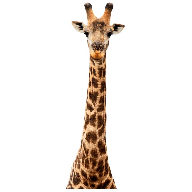 Muurstickers Giraffe head