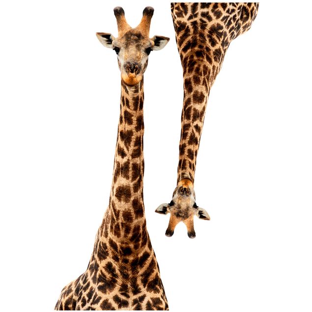 Muurstickers Portrait of two giraffes
