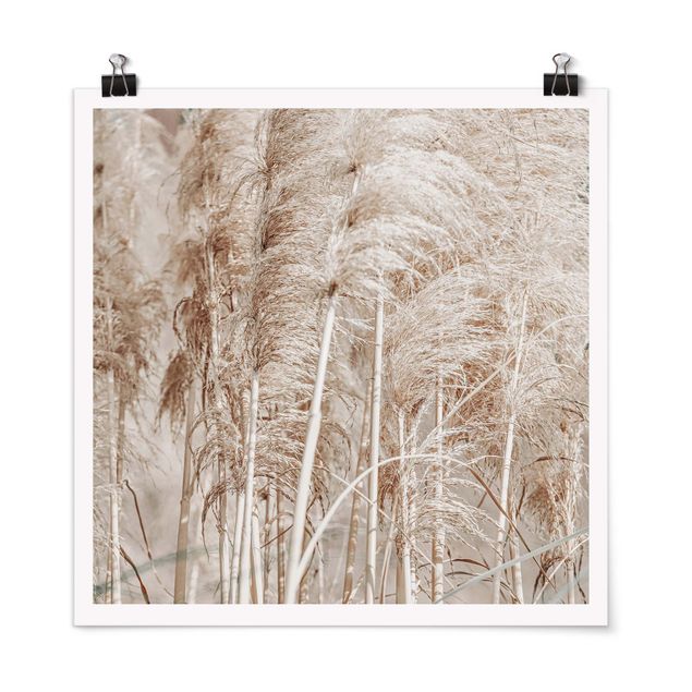 Posters Warm Pampas Grass In Summer