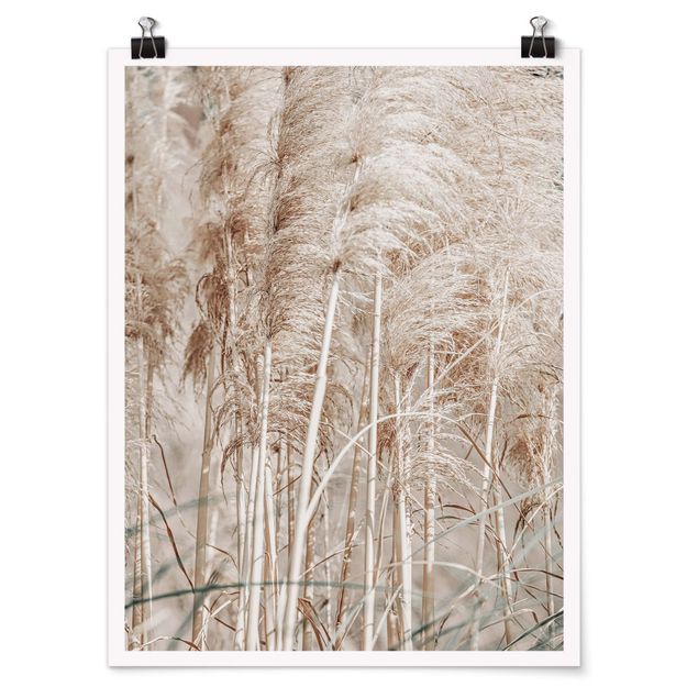 Posters Warm Pampas Grass In Summer