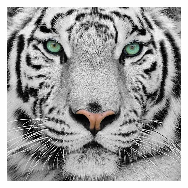 Fotobehang White Tiger