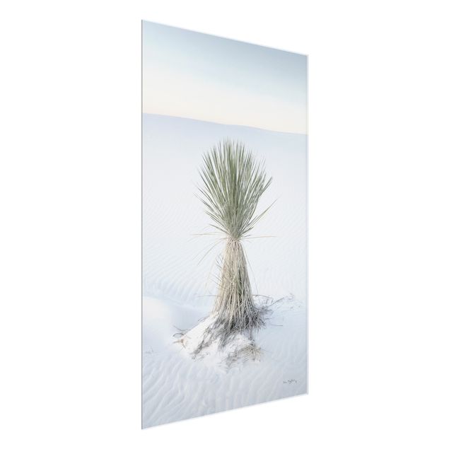 Glasschilderijen - Yucca palm in white sand