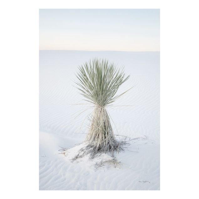 Glasschilderijen - Yucca palm in white sand